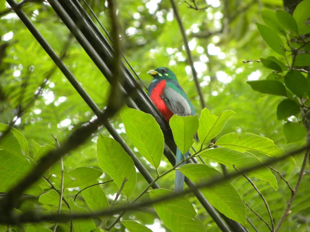 Bush Baby Glen Villa Hazyview Ruang foto